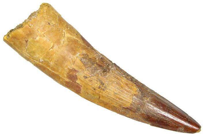Fossil Spinosaurus Tooth - Real Dinosaur Tooth #366493